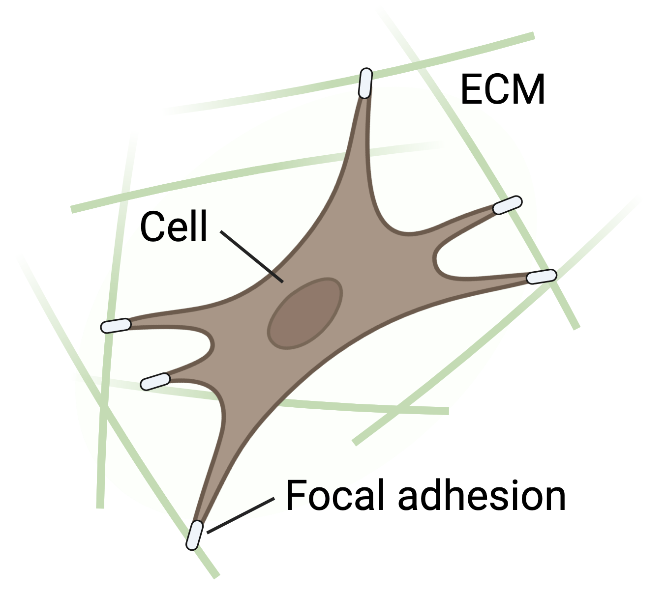 Schematic of cell-matrix interaction.