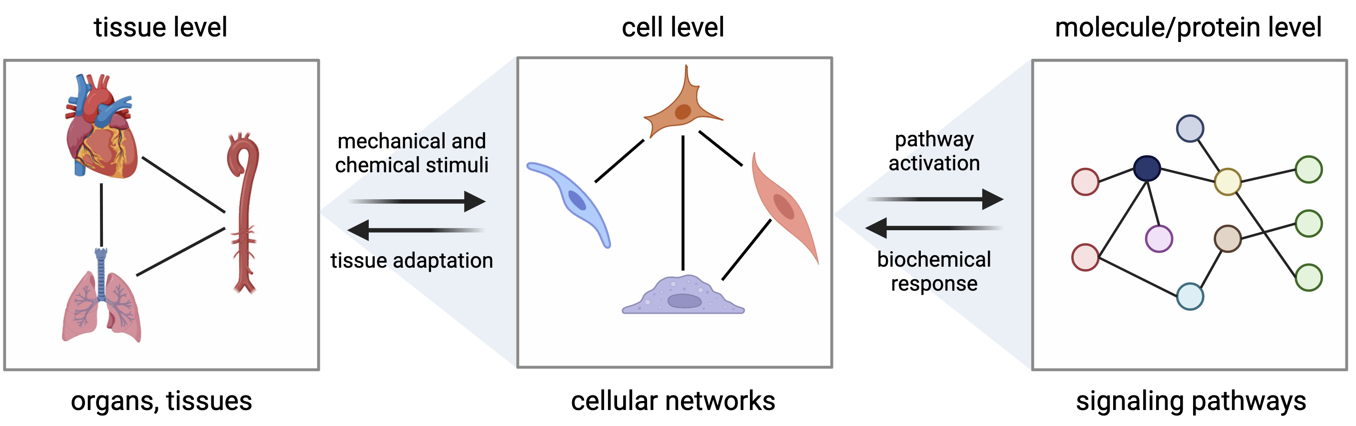 Schematic of the multiscale structure of tissue.